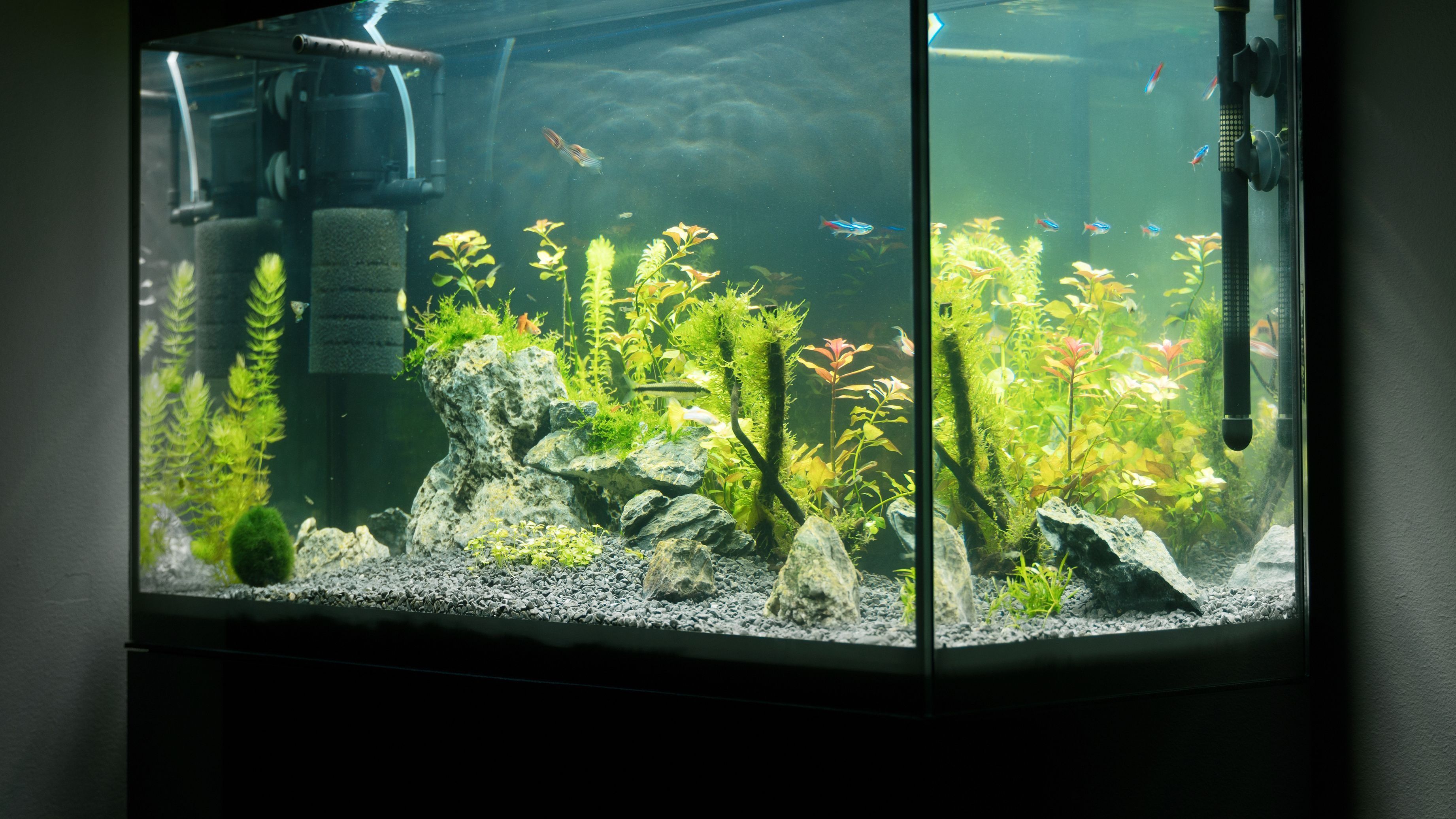 Charbon actif pour aquarium en filet à petit prix.