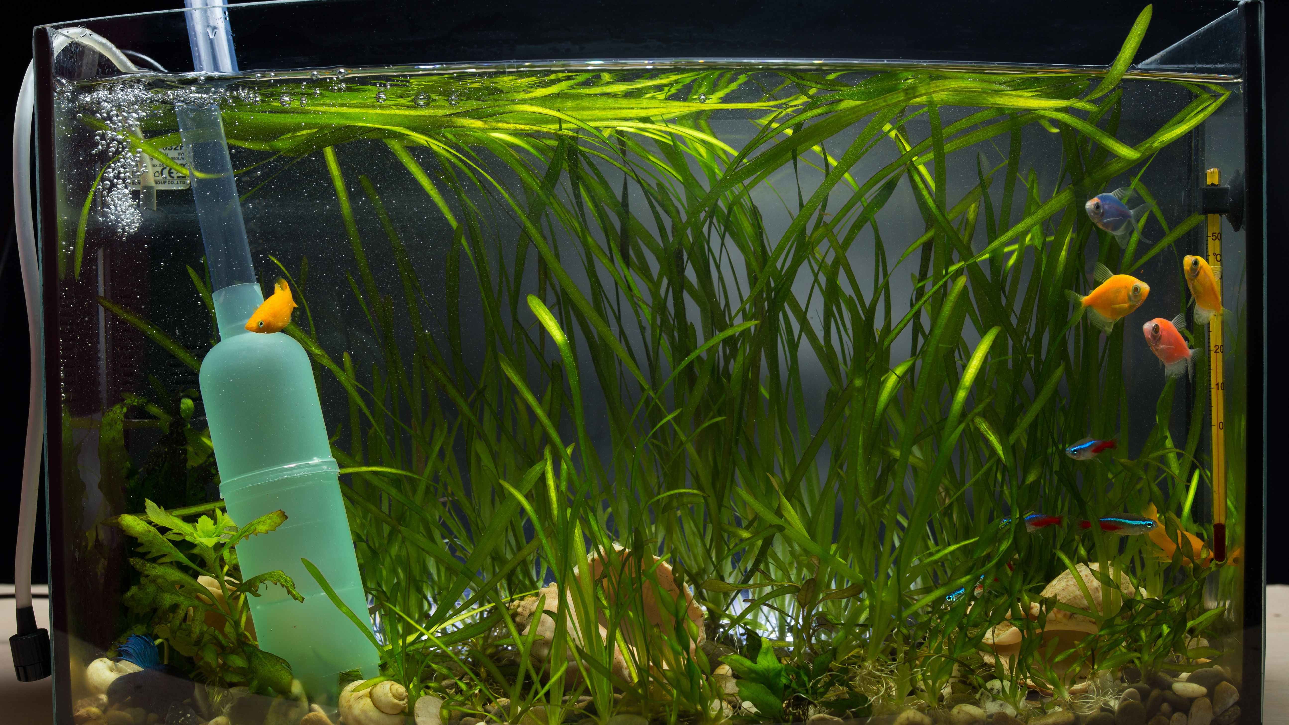 Comment cultiver des plantes d'eau douce pour aquarium