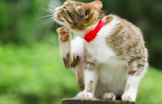 Comment choisir des anti-puces et antiparasitaires pour chat ? 