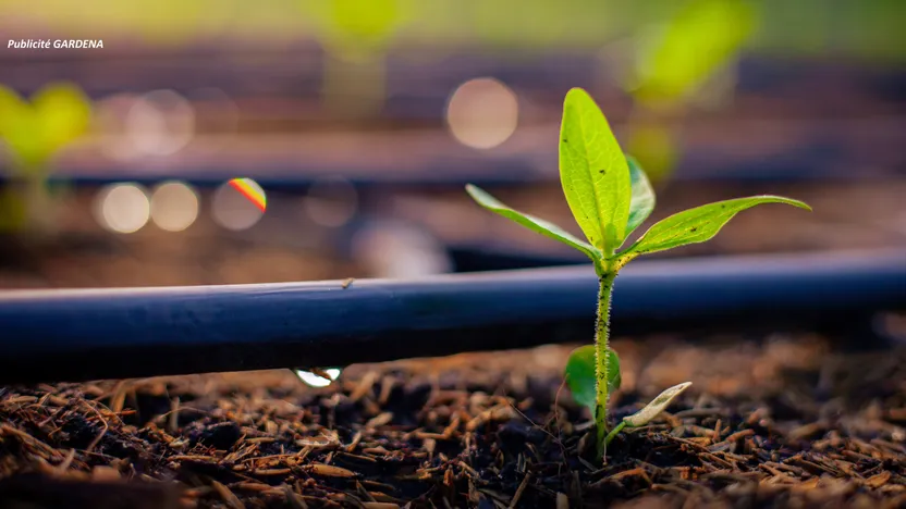 Economiser l’eau au jardin avec GARDENA