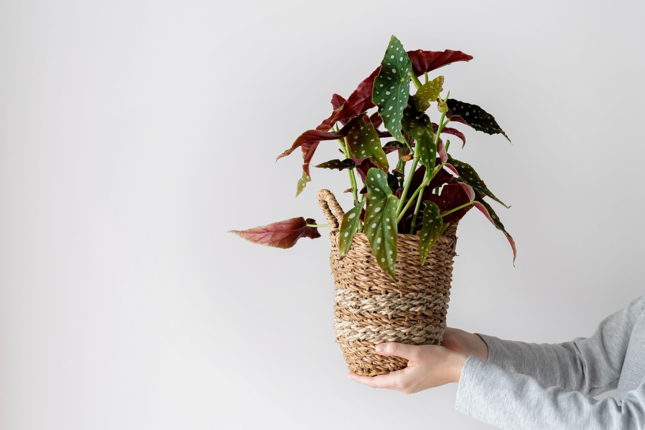Come prendersi cura della Begonia maculata