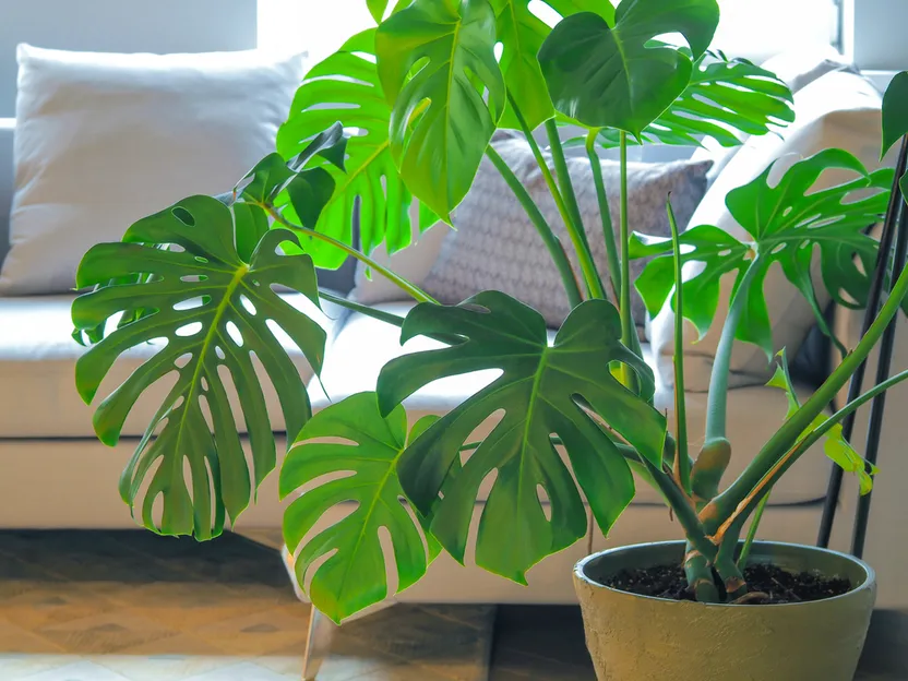 monstera deliciosa pink Potted Pink Monstera main image 1