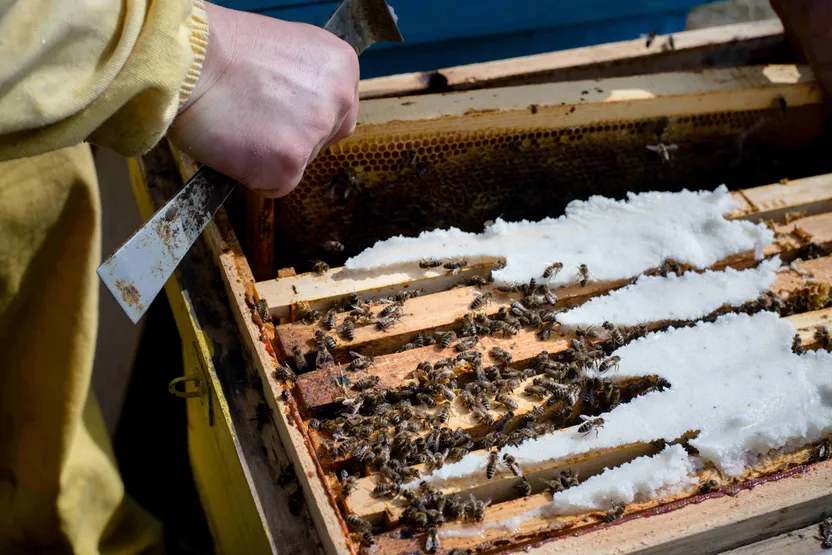 Comment nourrir les abeilles