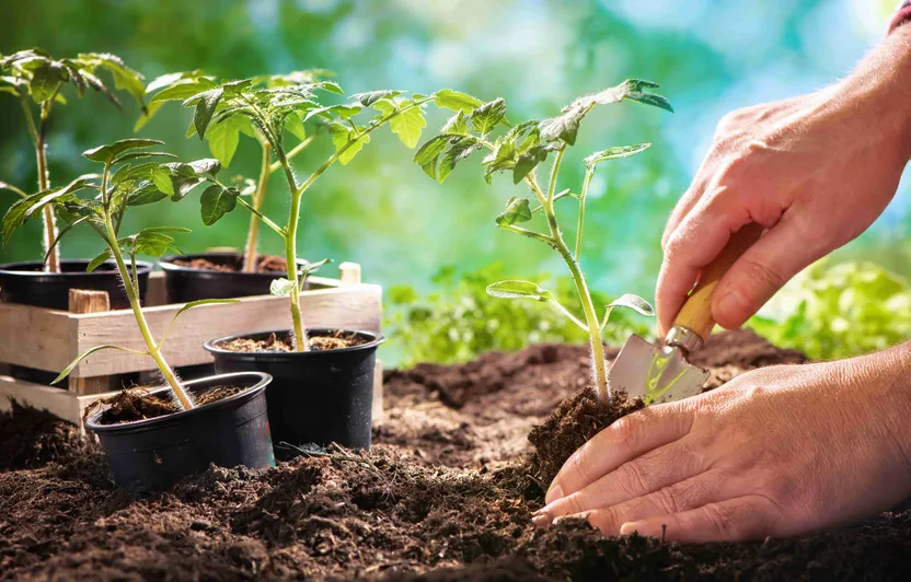 ¿Cómo plantar tomates?