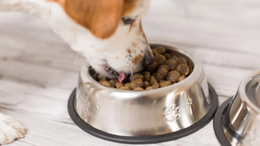 Comment choisir complément alimentaire pour chien