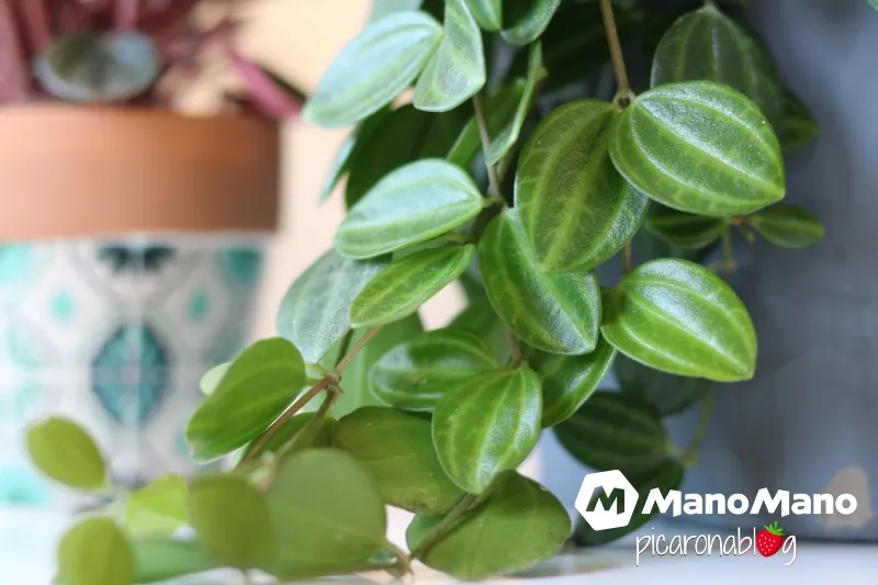 Cuidados de la Peperomia