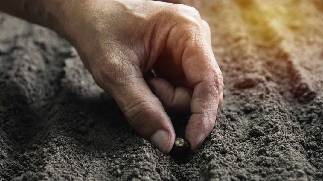 How to prepare your vegetable garden for spring