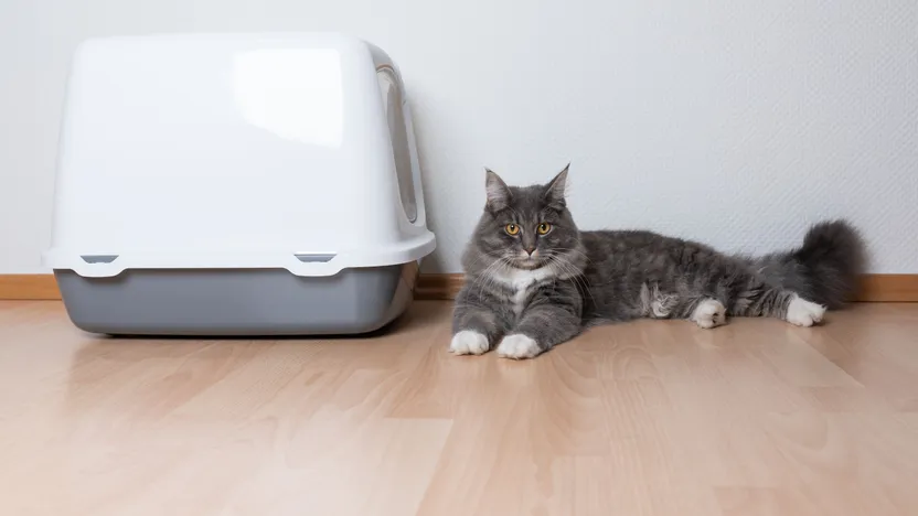 ¿Cómo elegir un arenero para gatos?