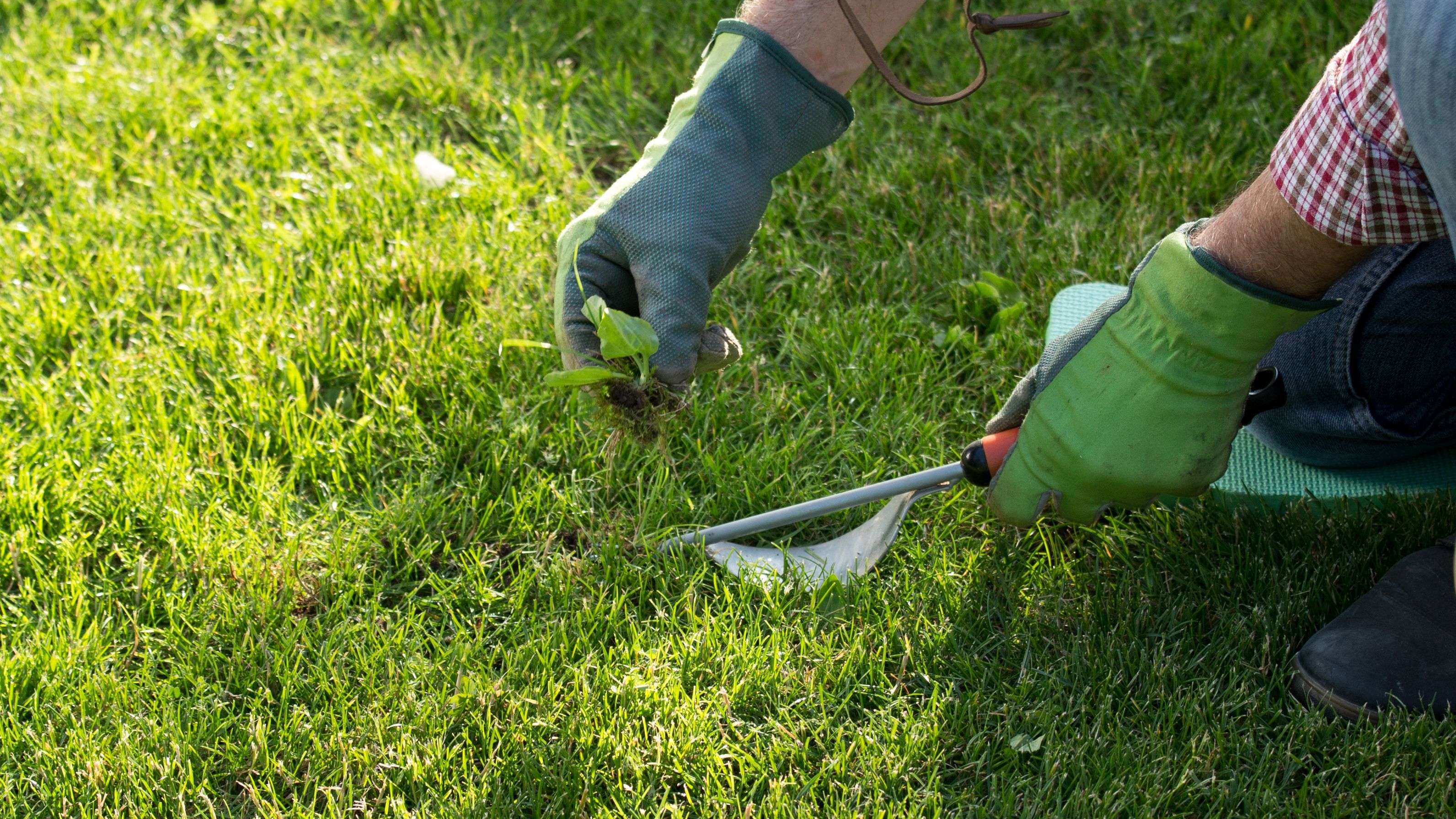 Cómo eliminar las malas hierbas del césped