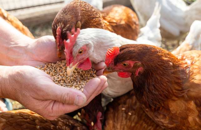 Hühner richtig füttern: So geht's 