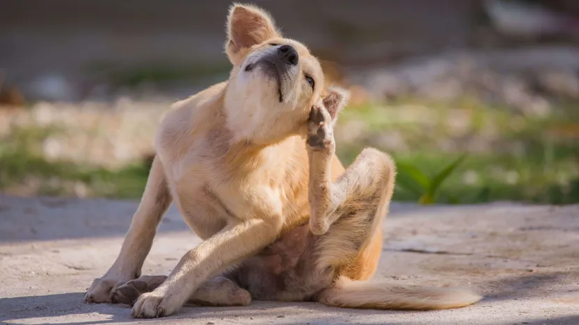 So finden Sie das richtige Floh- und Parasitenmittel für Hunde