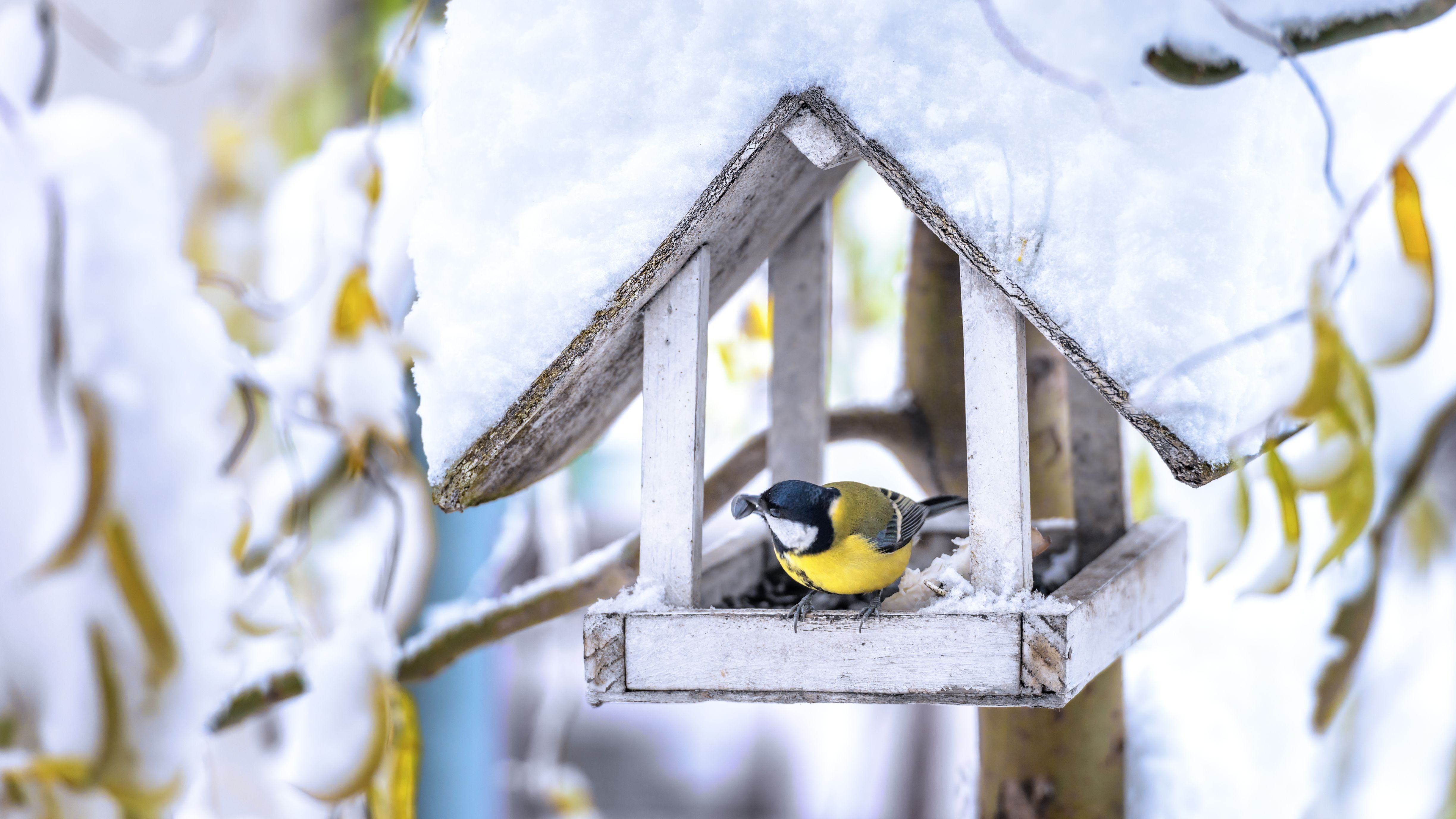 Vögel füttern im Winter: So geht's