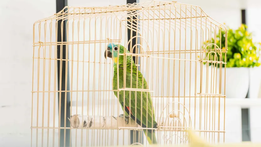 Cage pour oiseaux : comment choisir