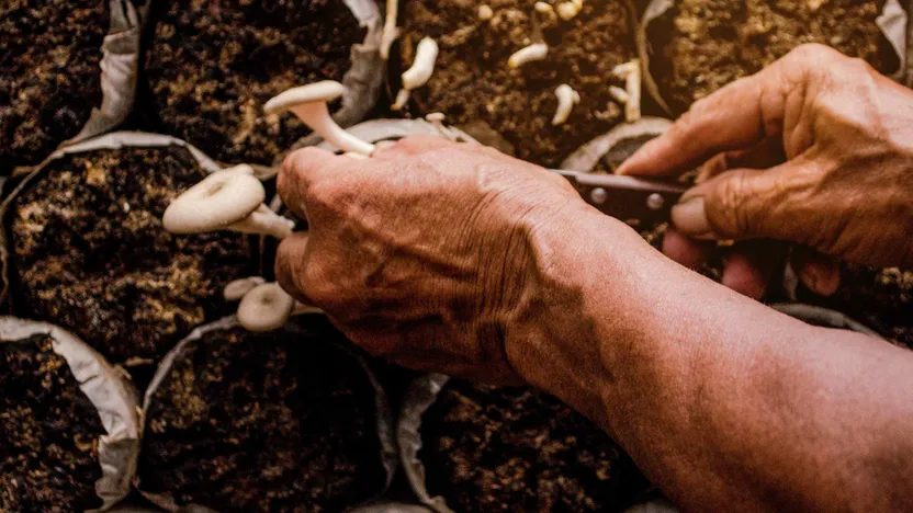 Cómo cultivar cultivar setas y champiñones