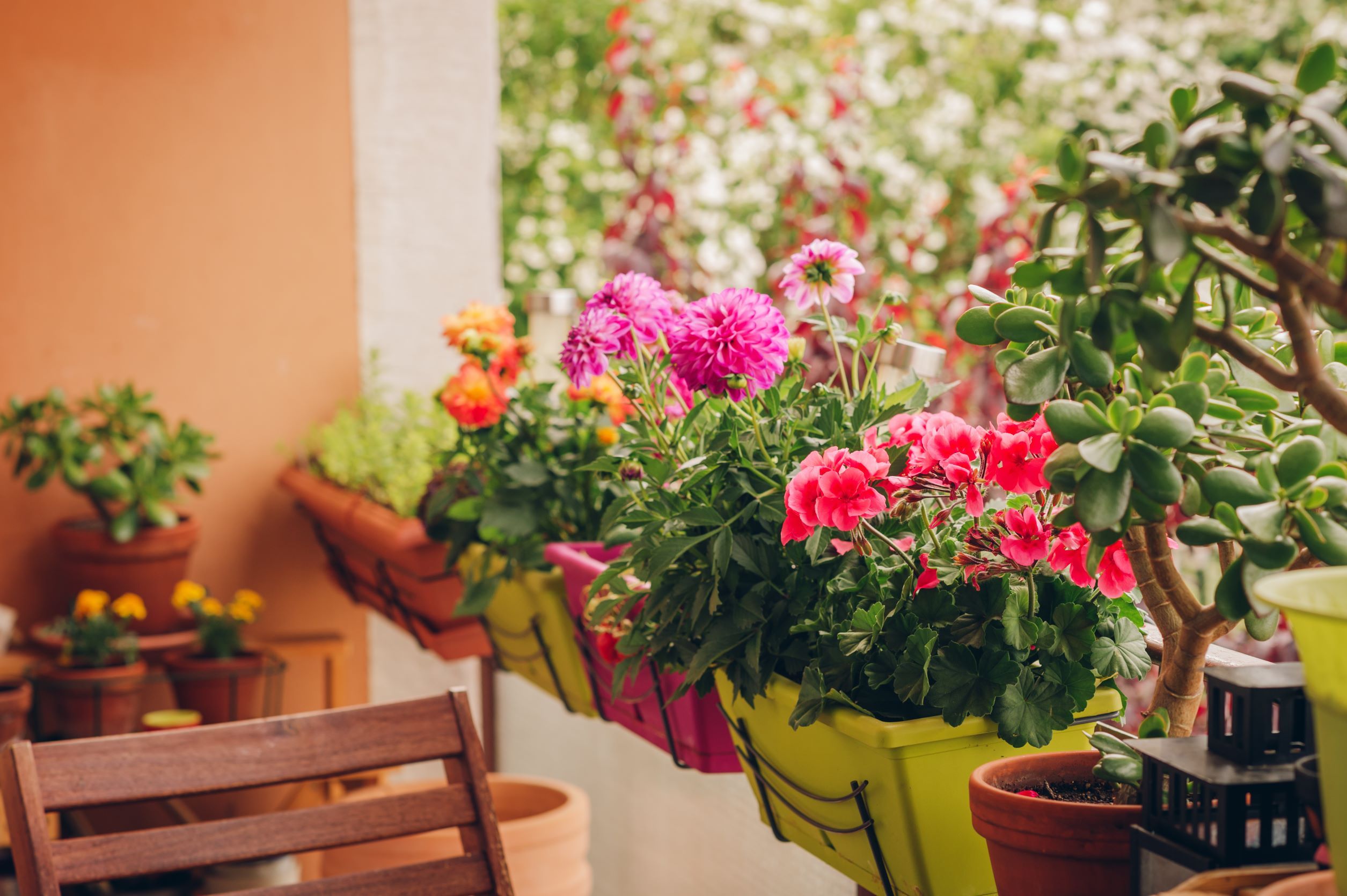 Come scegliere le piante da terrazzo