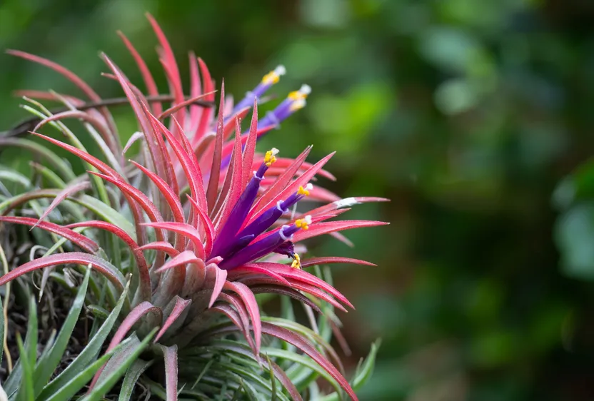 Come prendersi cura della Tillandsia o pianta dell’aria