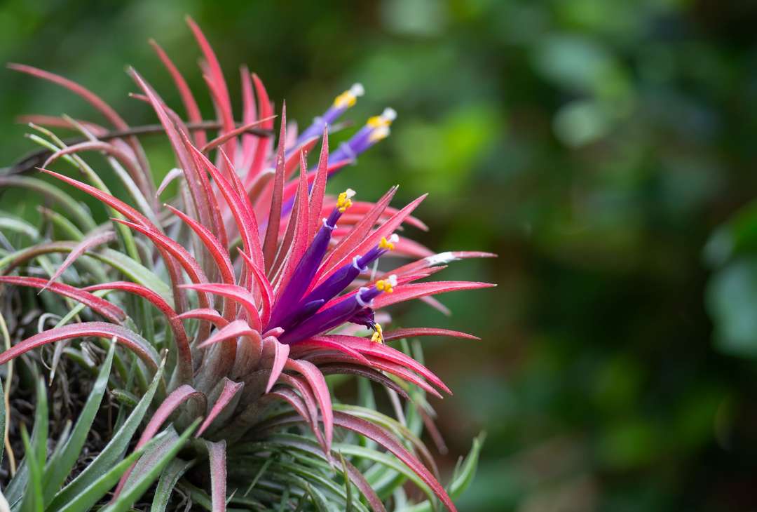 Come prendersi cura della Tillandsia o pianta dell’aria