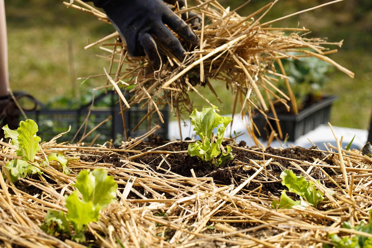 Comment limiter les mauvaises herbes au jardin et au potager
