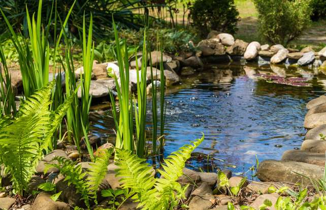 ¿Cómo elegir un estanque para el jardín?
