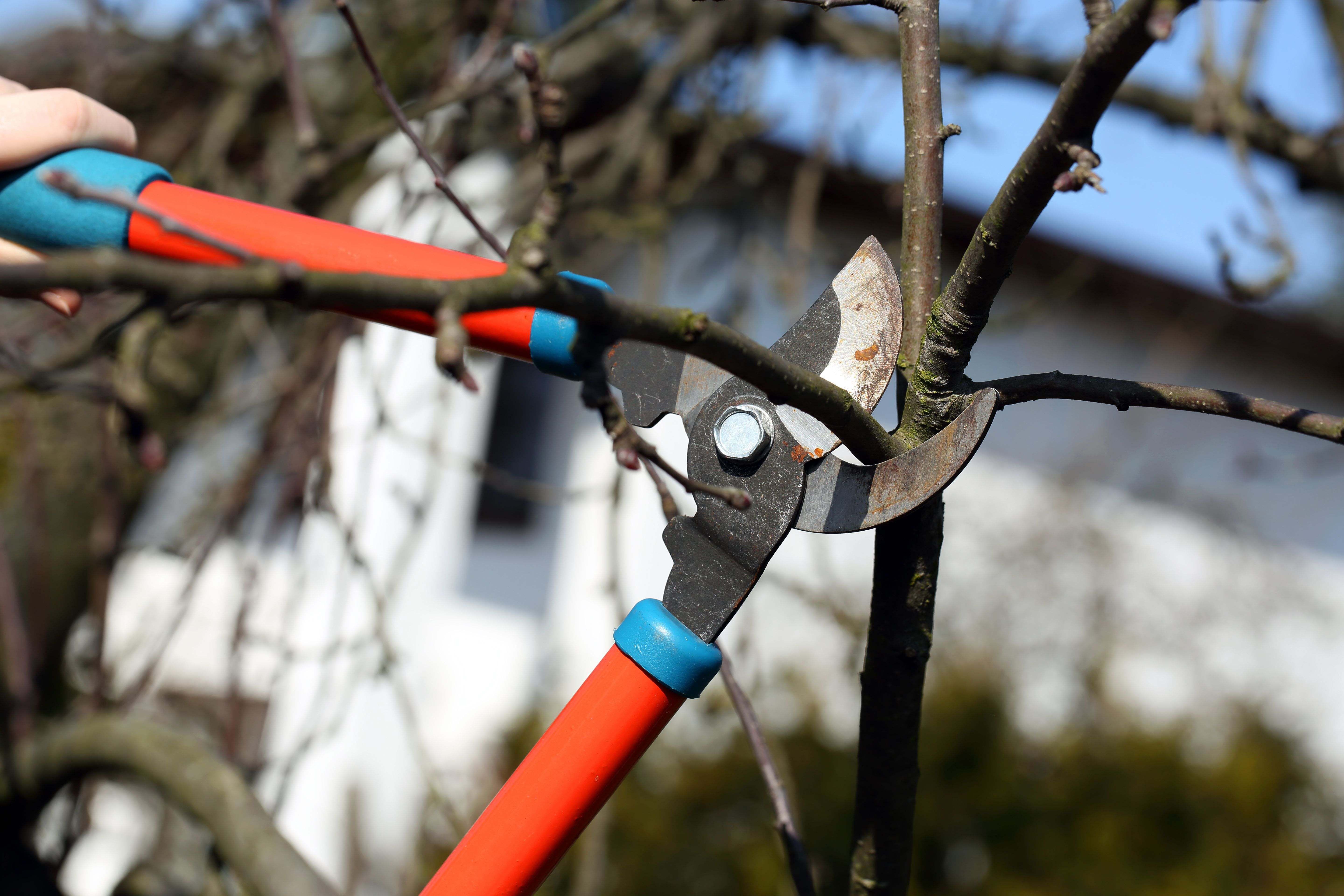 Tree store branch cutter