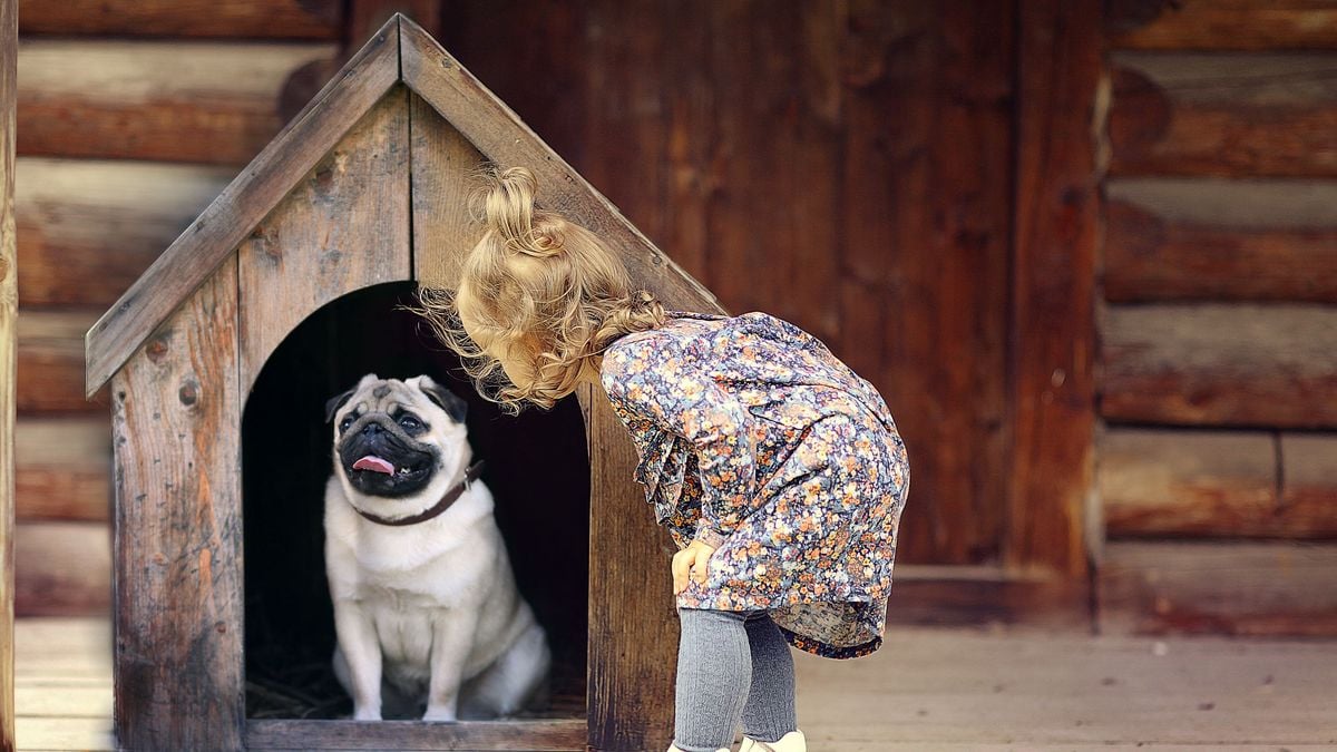 Built This Kennel In A Day You Can Too How To Build Raised Dog Kennel - vhqgc3e
