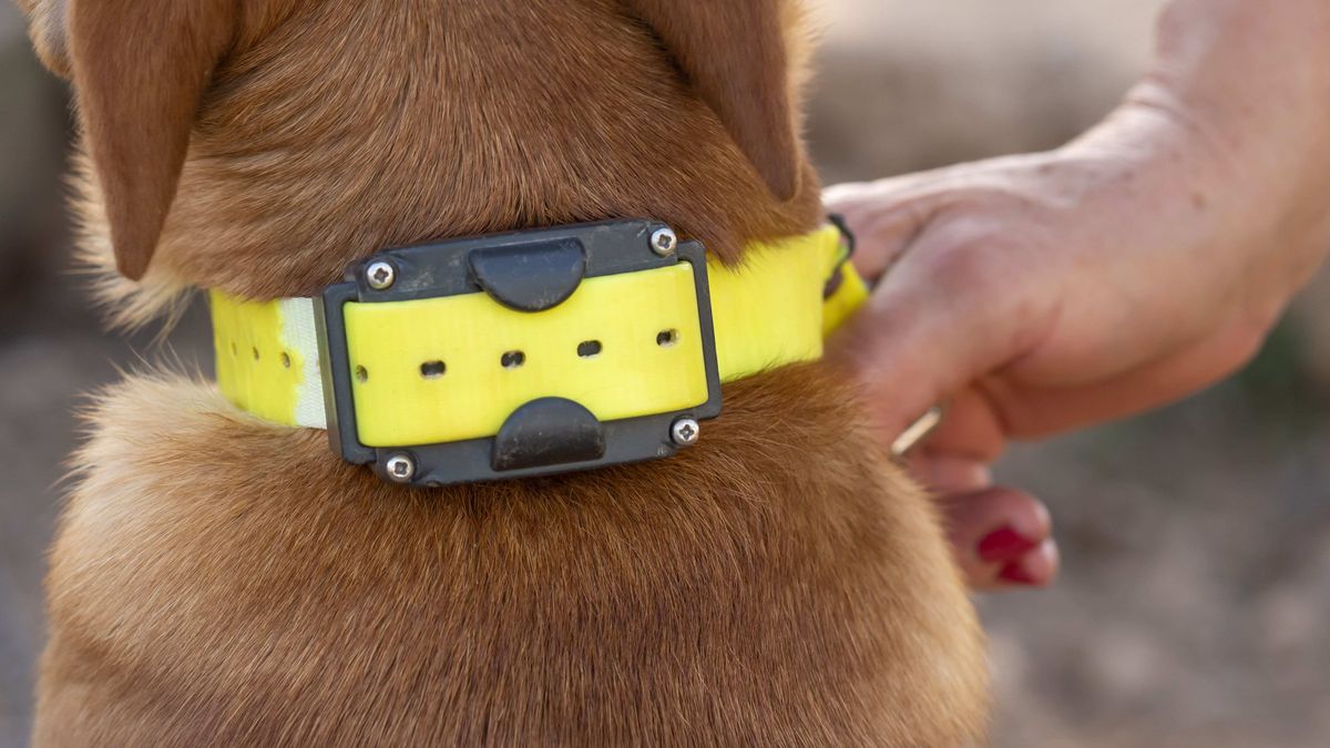 collier anti fugue pour chien