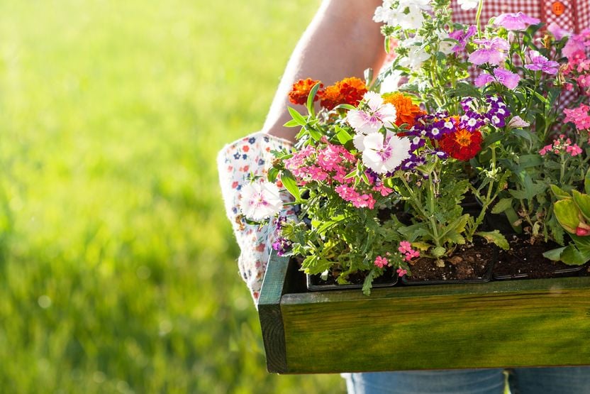 Flowers to plant and sow in May