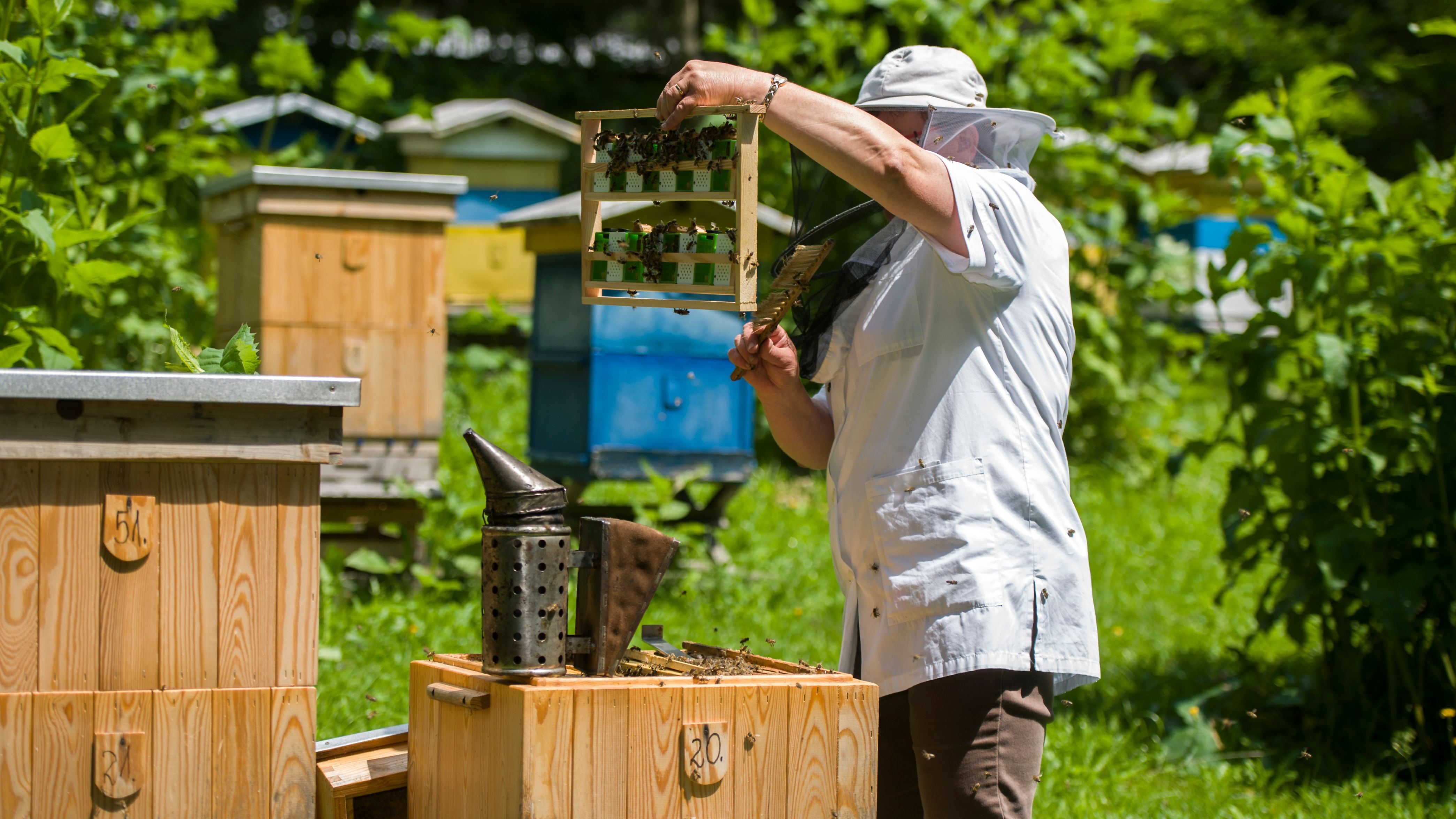 Tenue d’apiculteur et équipement d’apiculture : comment choisir     