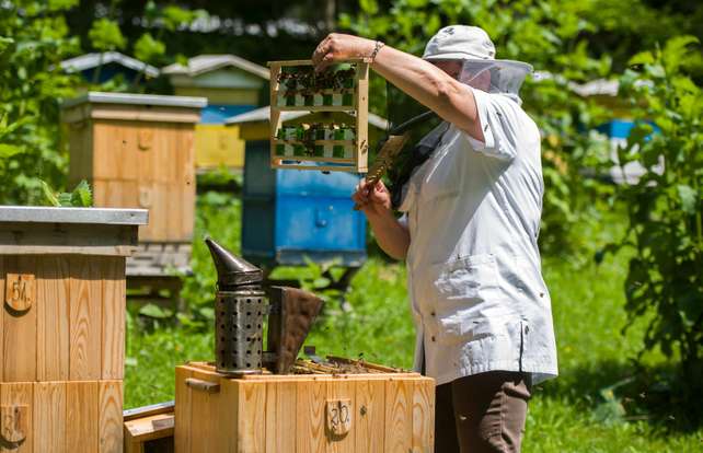 Tenue d’apiculteur et équipement d’apiculture : comment choisir
