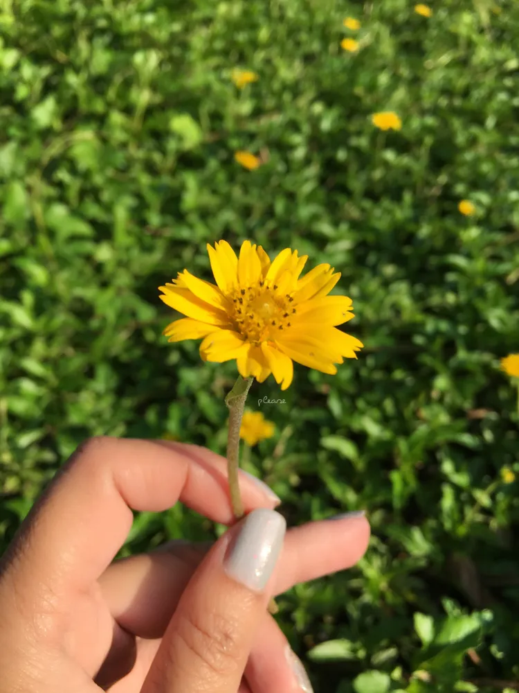 Cómo elegir semillas de flores