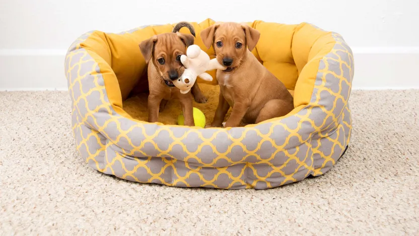 Dog bed buying guide