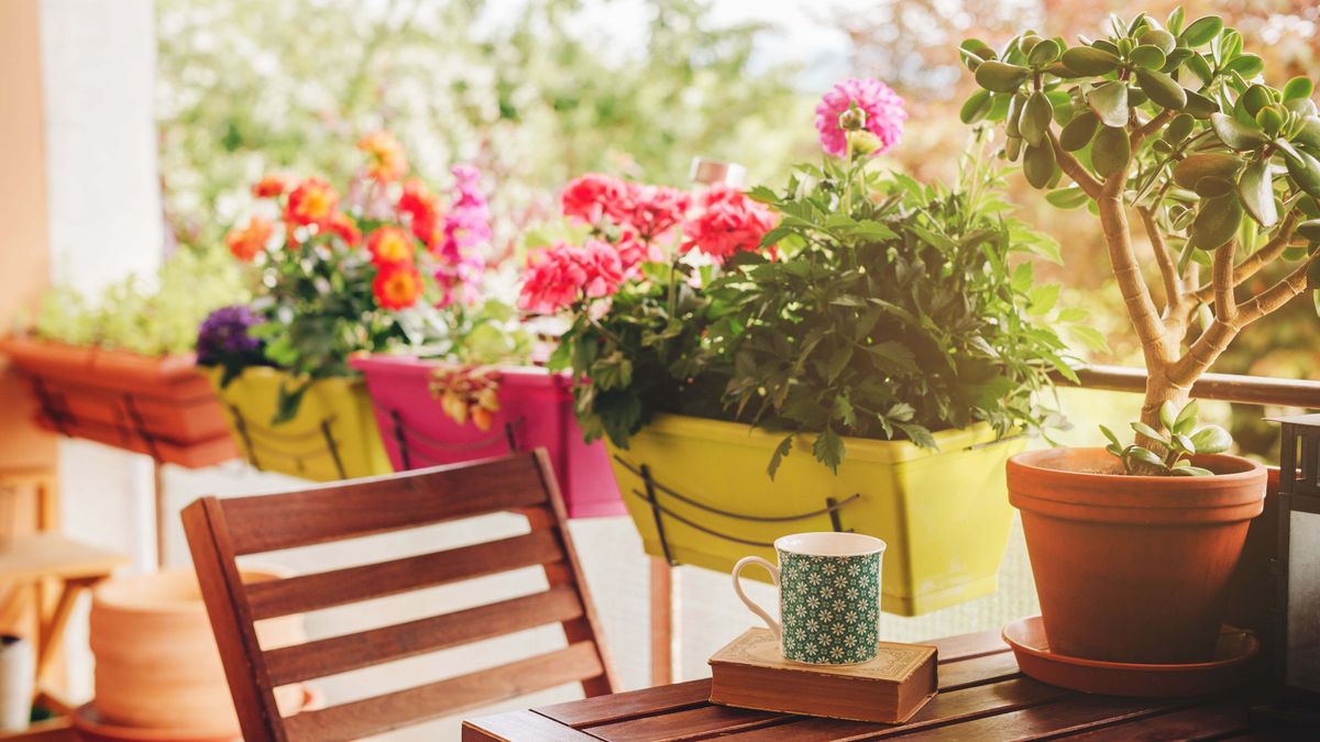 How to grow perennials on a balcony or patio