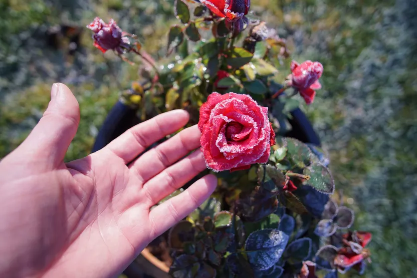 Les saints de glace et le jardinage