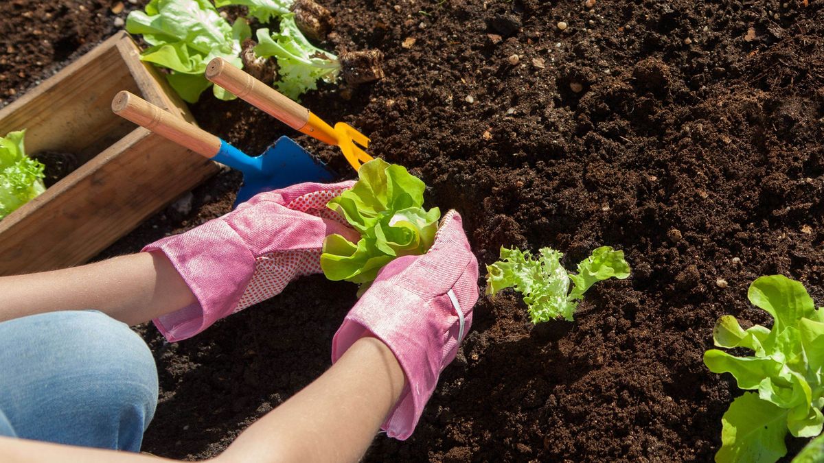 Quoi planter en juin