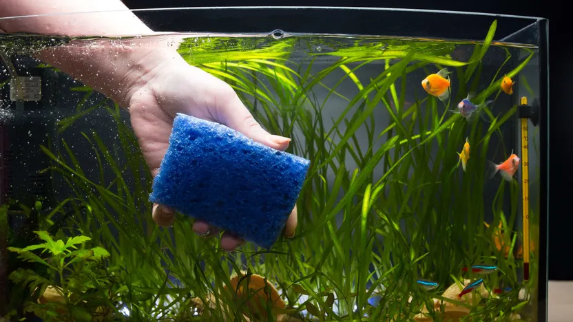 Comment entretenir un aquarium ?