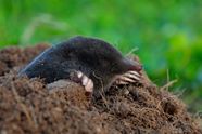How To Get Rid Of Moles In The Garden