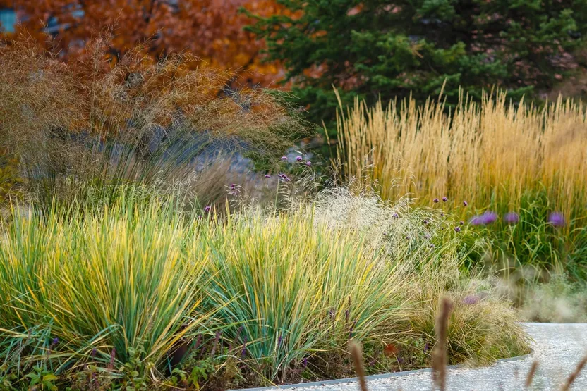 Einen Gräsergarten gestalten: So geht's