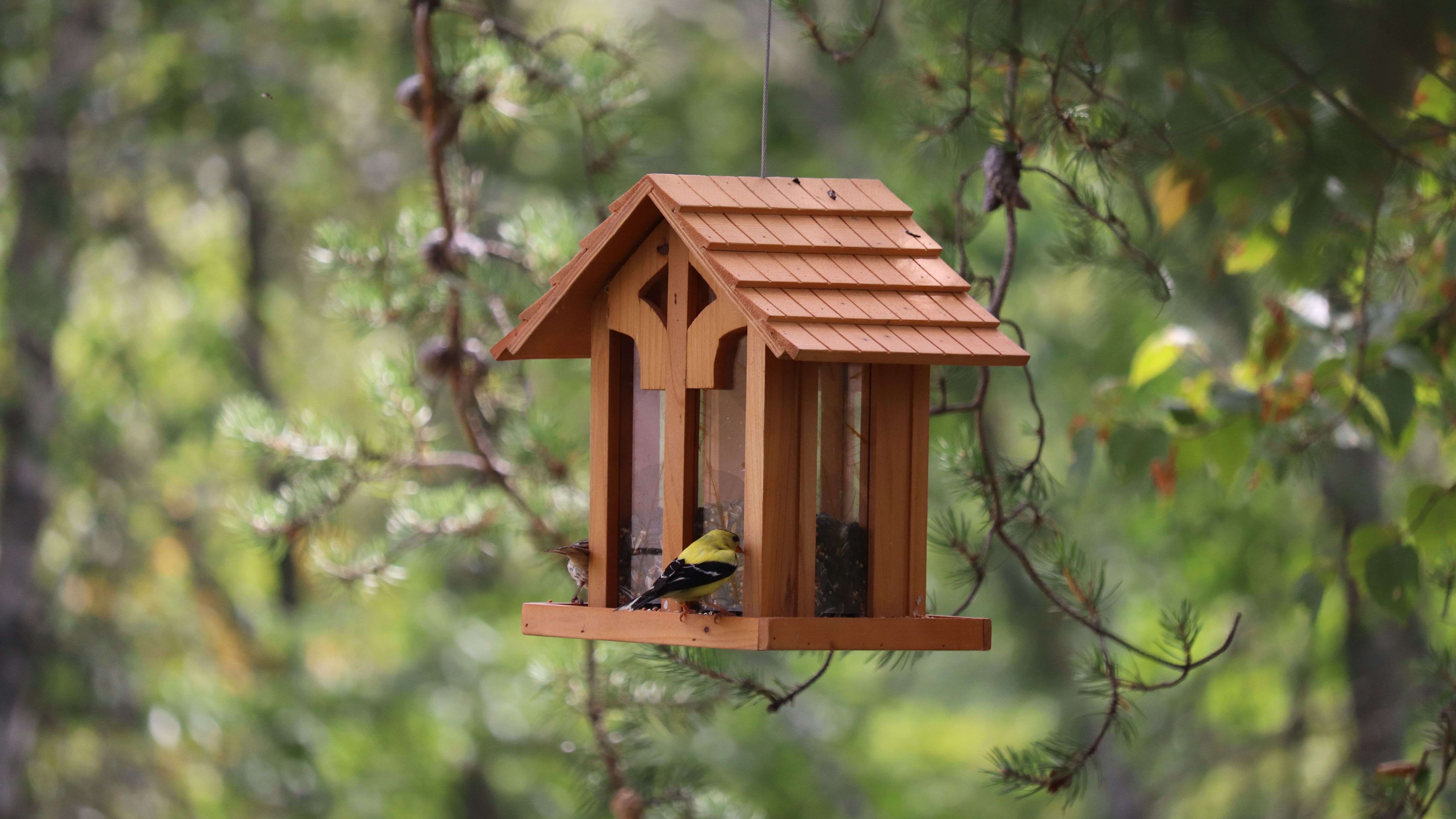 FUTTERSTATION Vogelhaus Futterhaus Futtersäule Waldmotiv Wildvögel