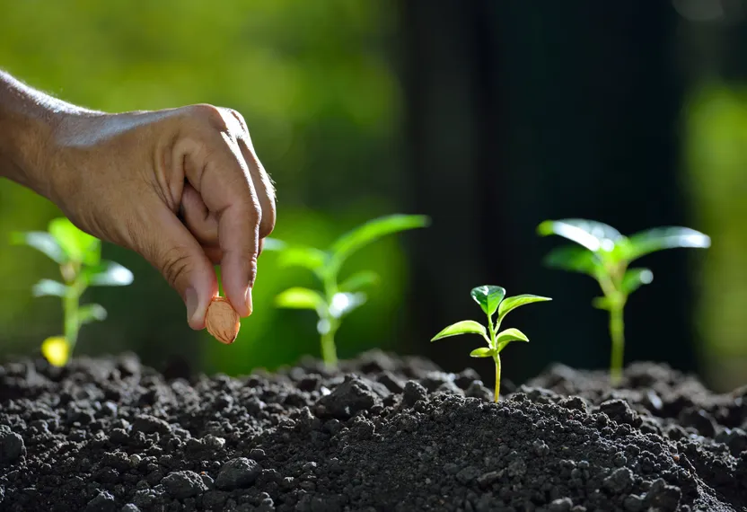 Qué hortalizas sembrar o plantar en septiembre