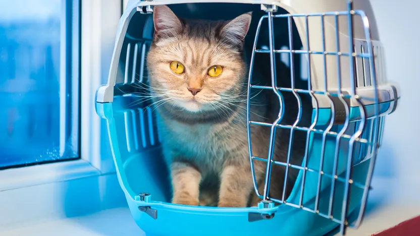 Comment choisir une caisse et un sac de transport pour chat