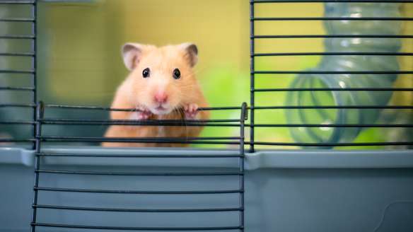 Tierfalle Lebendfalle für Ratten Marder Lebend Garten Marderfalle