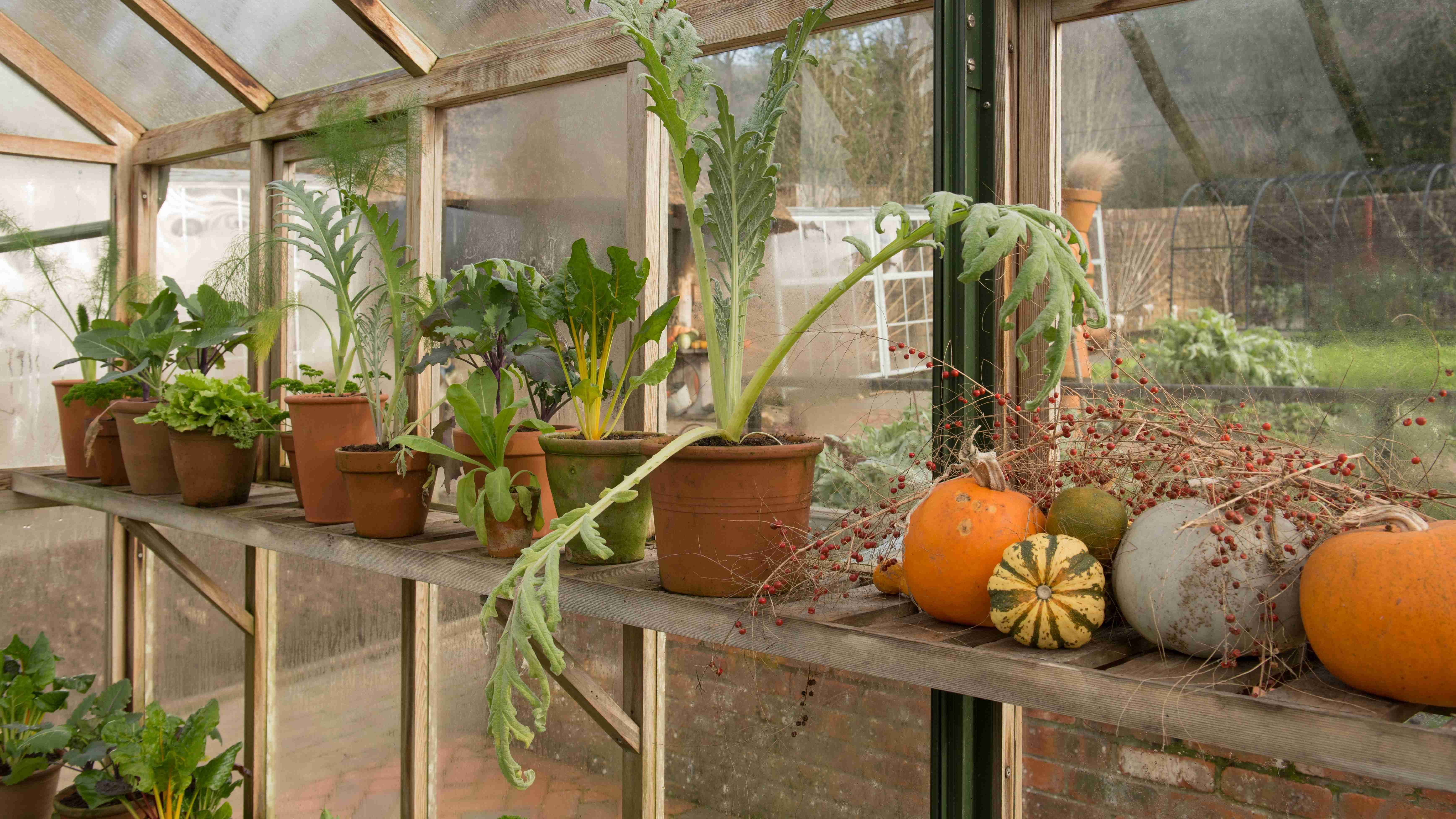 How to overwinter your plants