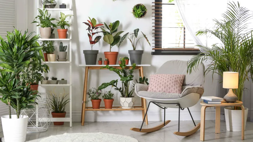 Las 10 mejores plantas de interior