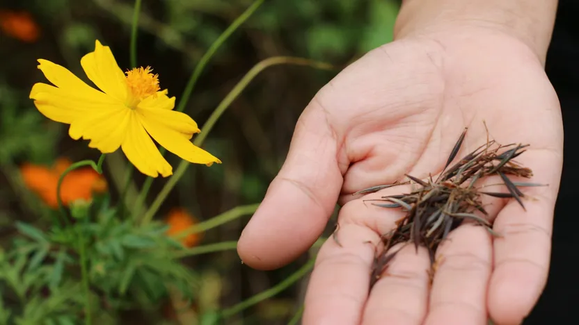 ¿Cómo elegir flores para sembrar?