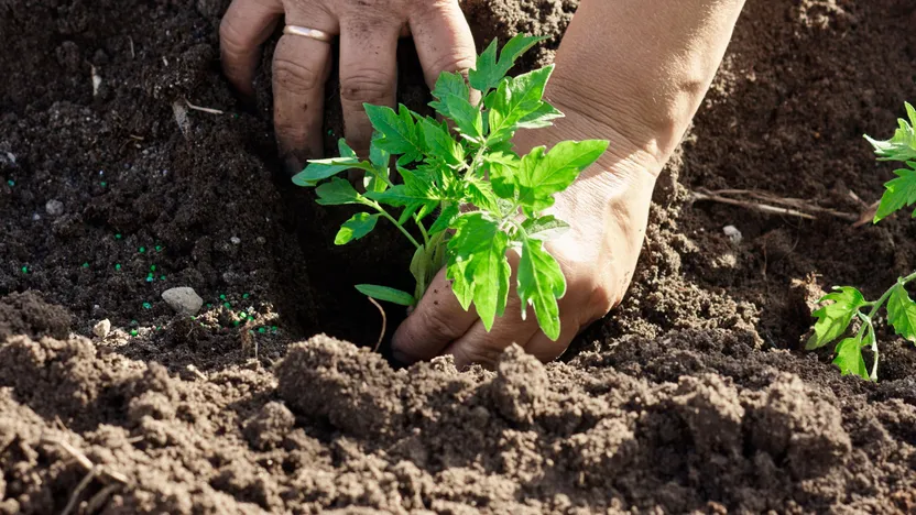 What to plant and sow in May