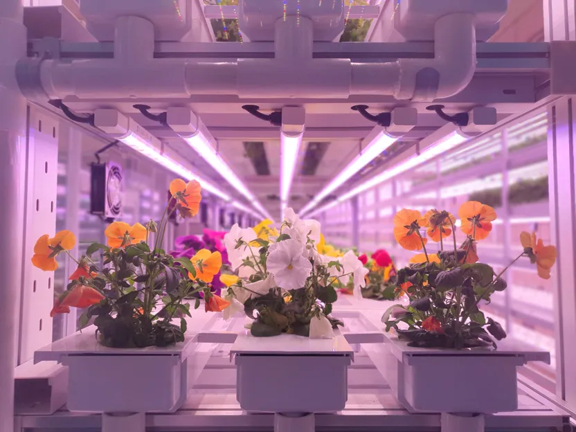 Cómo elegir luces para cultivo de interior