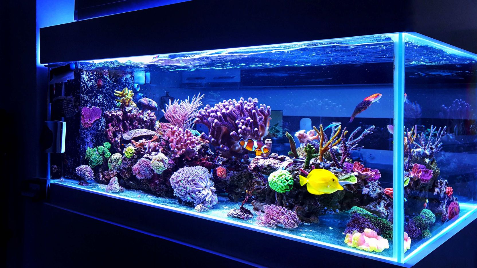 Aquarium d'eau de mer tout savoir
