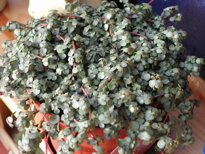 Terrarium plant buying guide