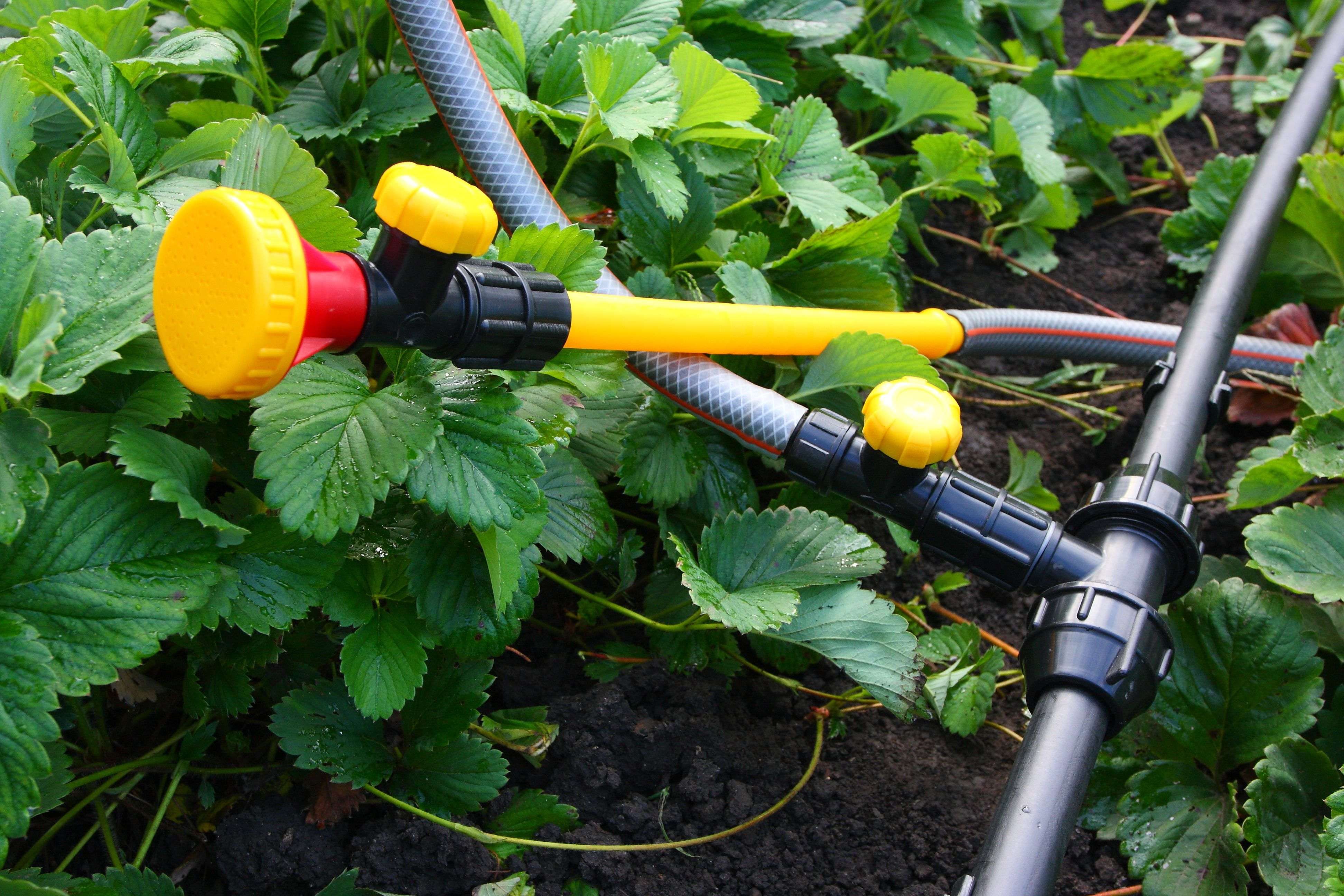 Comment arroser ses plantes à distance ?