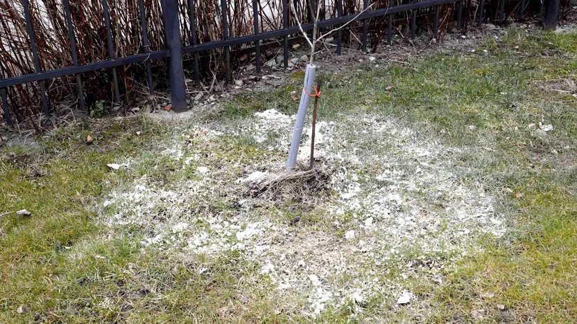 natürlicher dünger palmen Yucca Palmen Dünger von Flora Boost für gesundes Wachstum und pralle Blätter main image 1
